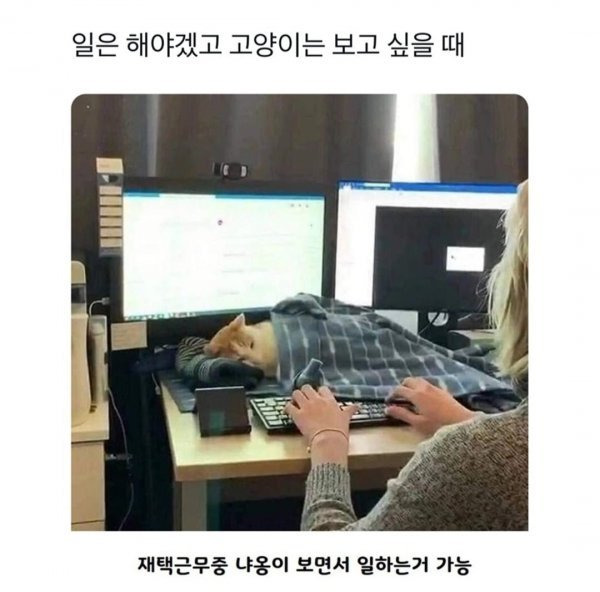 엄청나게 고냥이 사랑하는사람