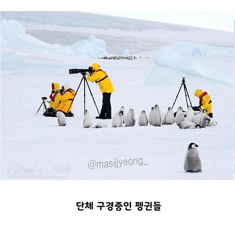 펭귄 다큐가 찍기 힘든 이유