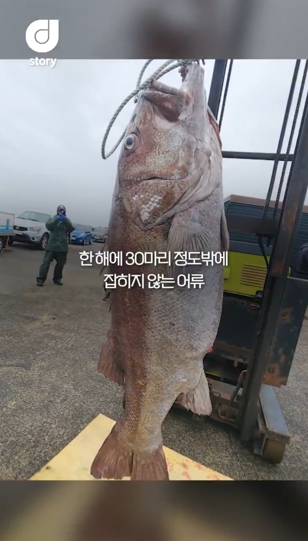 제주도에서 183cm 돗돔 잡혔다....
