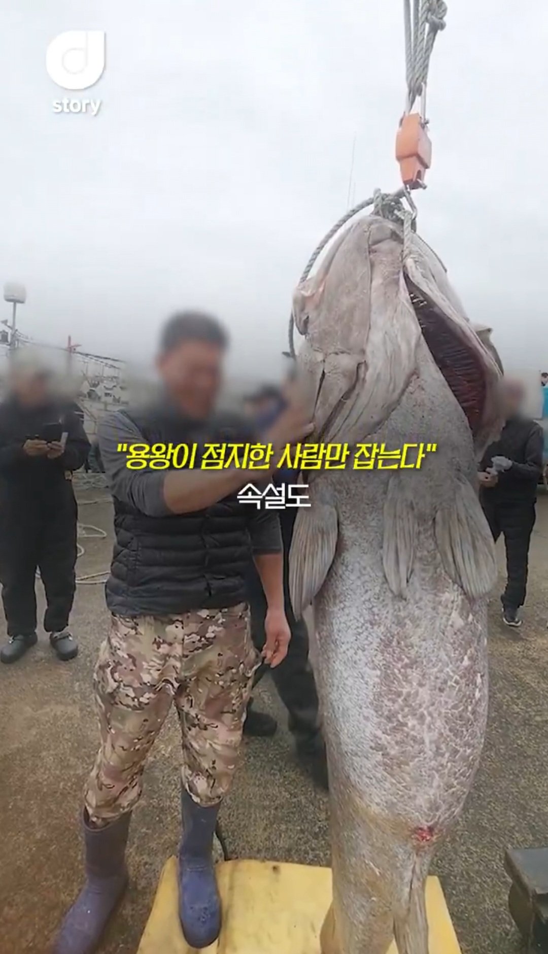 제주도에서 183cm 돗돔 잡혔다....