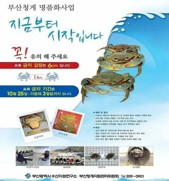생태계 교란하러 왔다가 한국인한테 개체수 관리 당하는 중