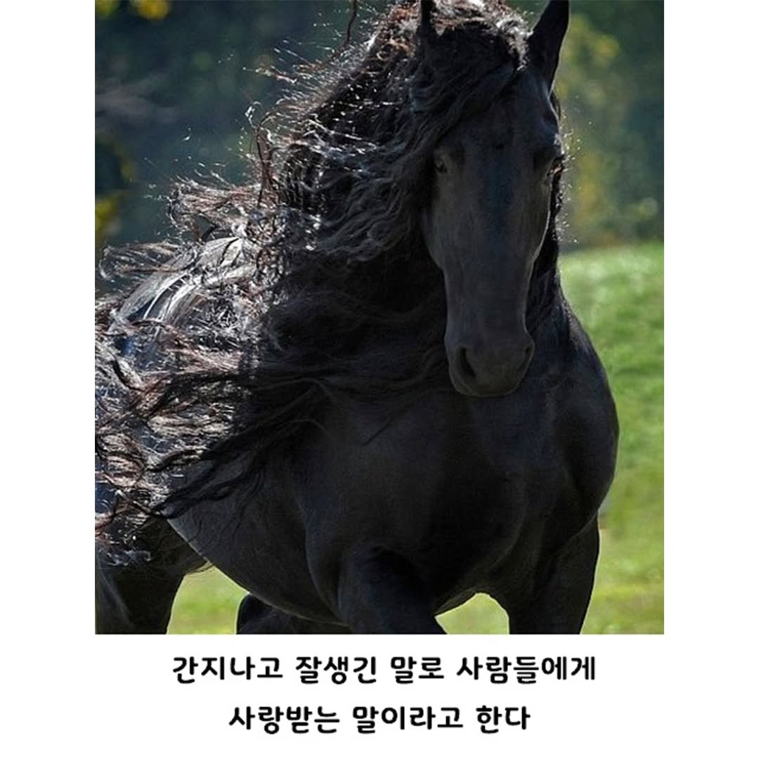 ㅈㄴ 잘생긴 말ㄷㄷㄷㄷ