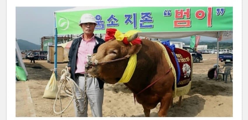 한국 전설의 싸움소 범이