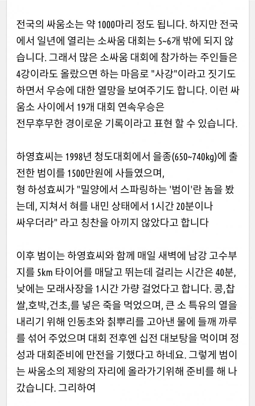 한국 전설의 싸움소 범이