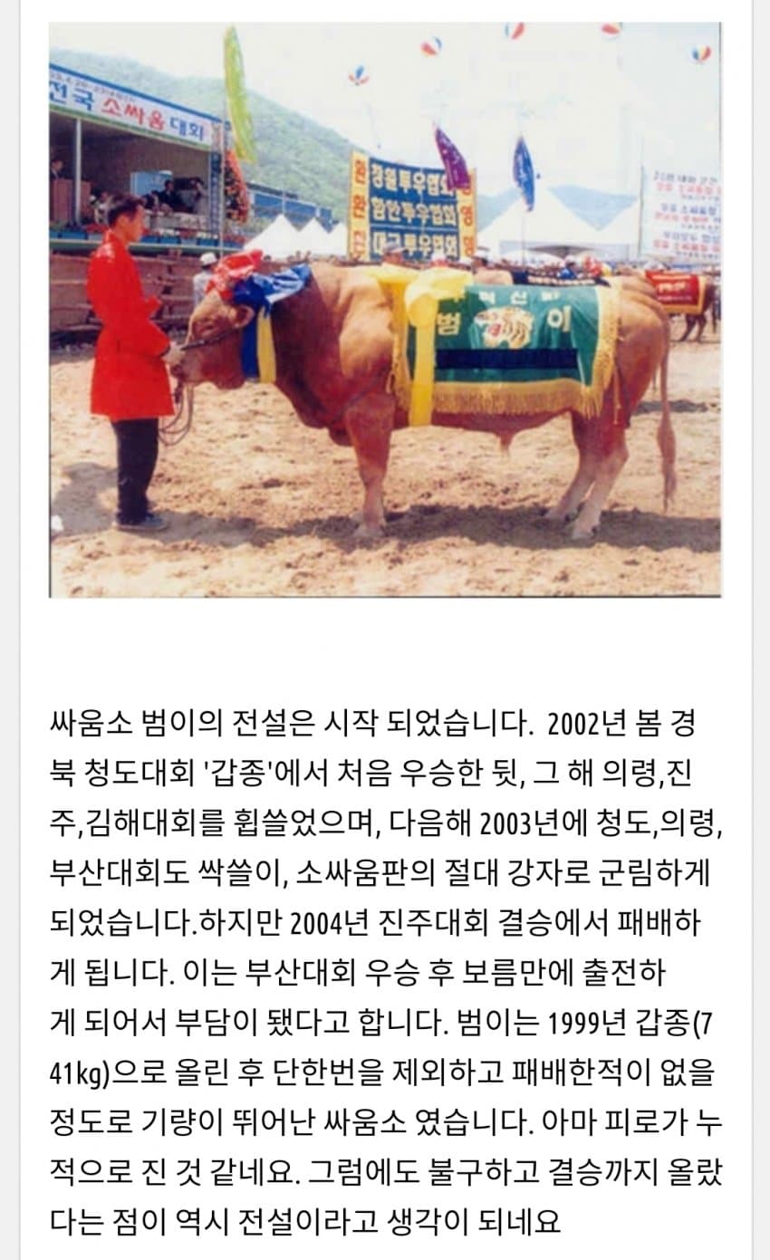 한국 전설의 싸움소 범이
