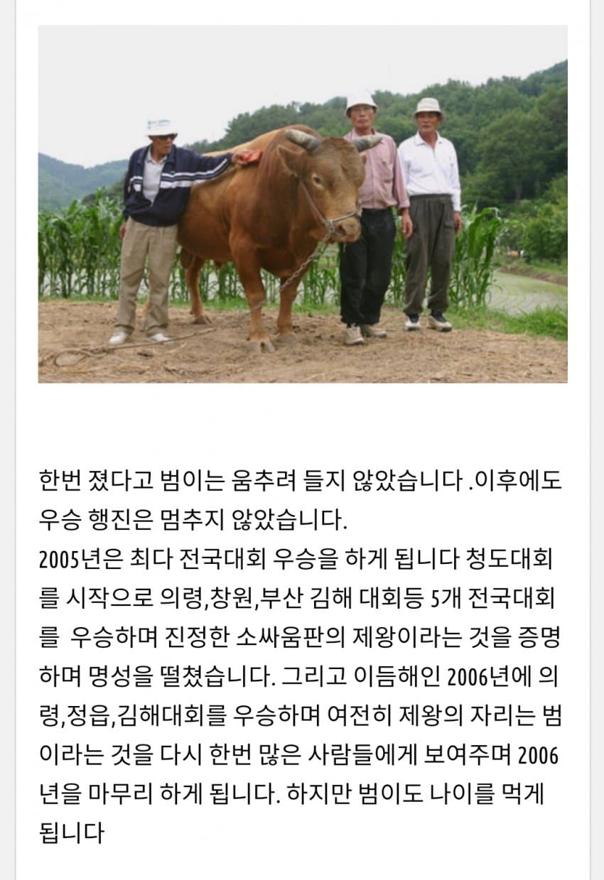 한국 전설의 싸움소 범이