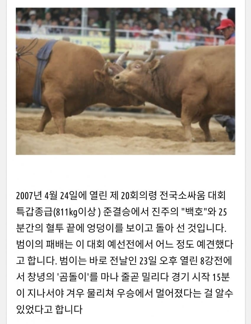 한국 전설의 싸움소 범이
