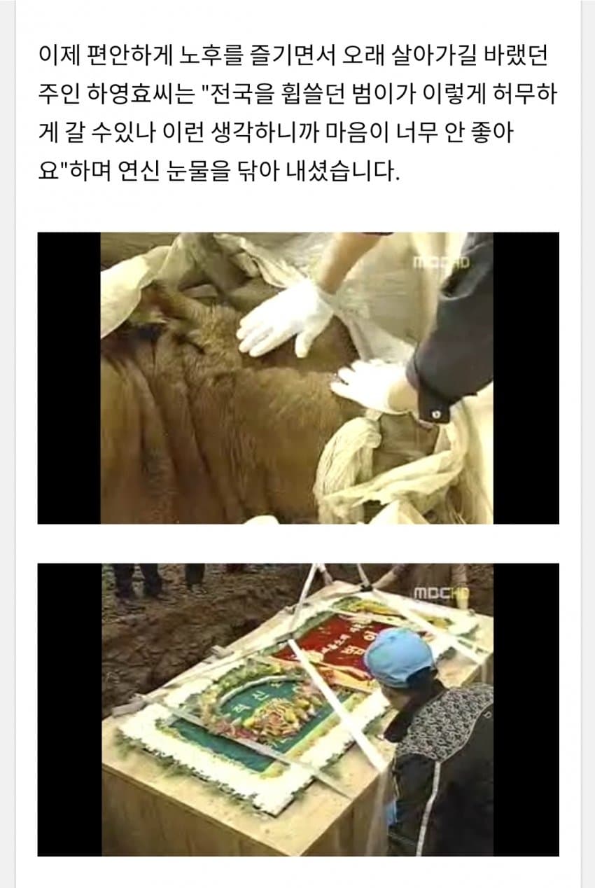 한국 전설의 싸움소 범이