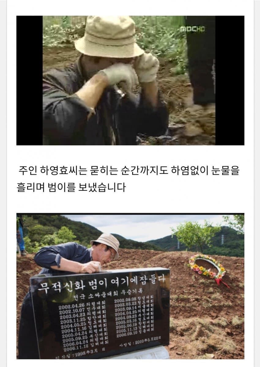 한국 전설의 싸움소 범이