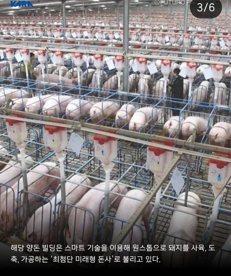 충남 '양돈빌딩' 추진... 동물단체 반발