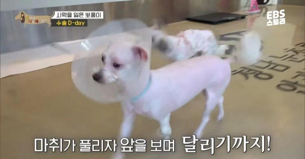 학대로 시력 잃은 강아지가 사랑하는 사람을 처음 본 날