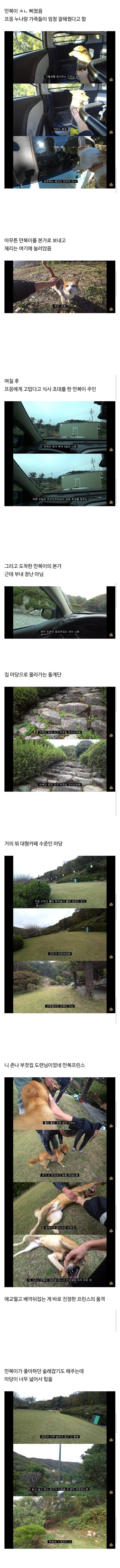 갑자기 집에 들어온 떠돌이개가 알고보니 부잣집 도련님