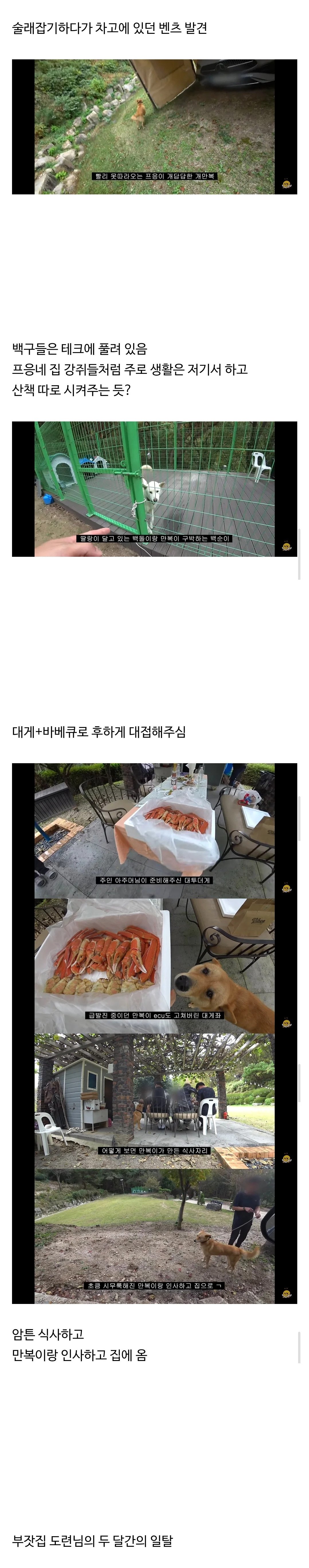 갑자기 집에 들어온 떠돌이개가 알고보니 부잣집 도련님