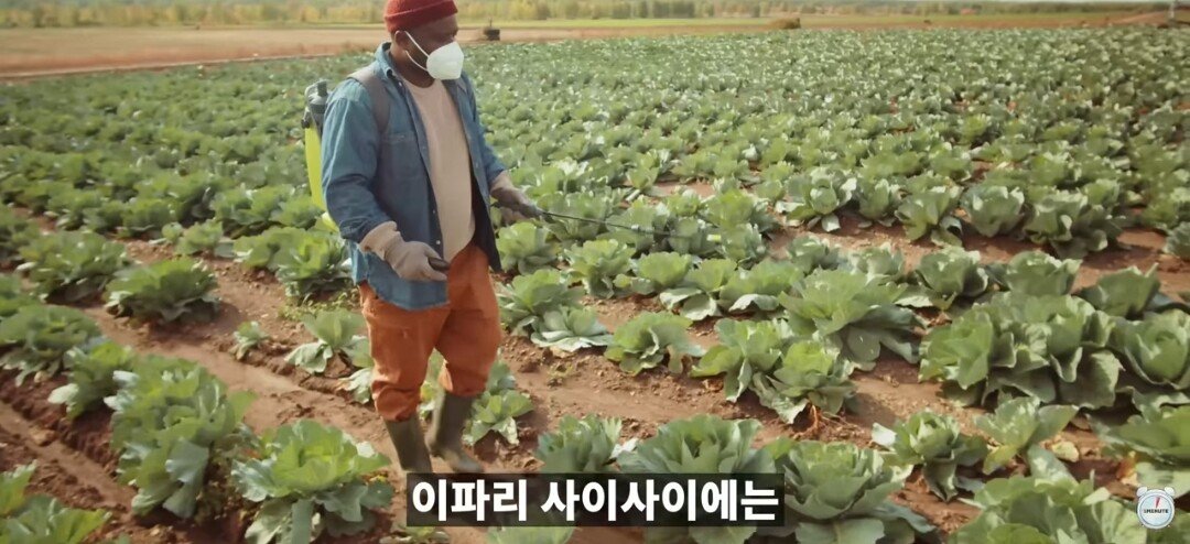 양배추 1장 1장씩 열심히 세척하던 분들 보세요