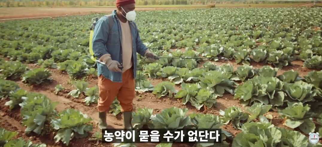 양배추 1장 1장씩 열심히 세척하던 분들 보세요