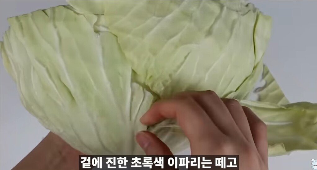 양배추 1장 1장씩 열심히 세척하던 분들 보세요