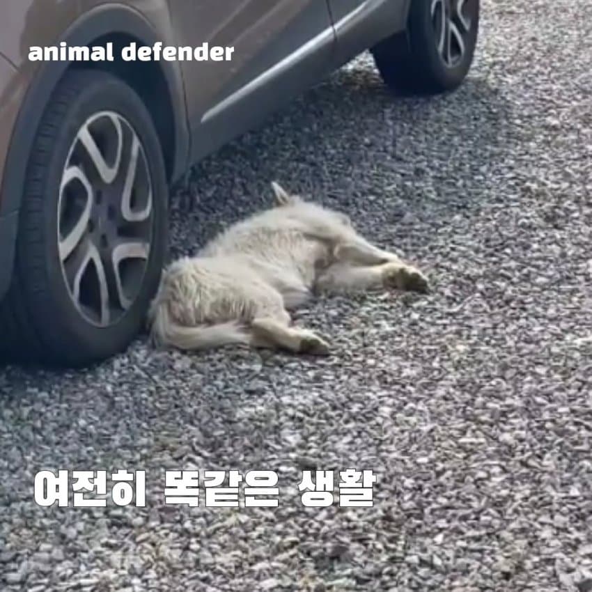 방송 취소되자 구조한 강아지 켄넬째로 버리고 간 동물단체