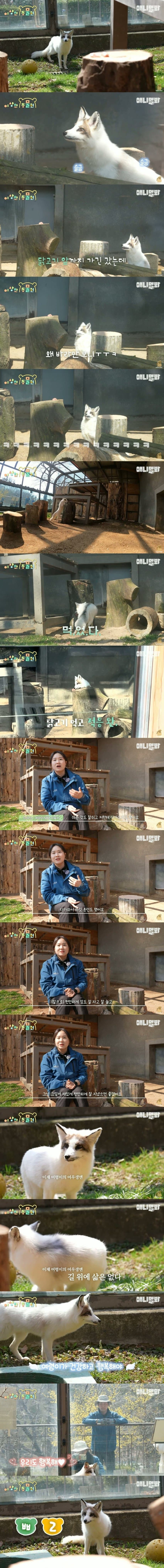 전주에서 포획된 여우의 동물원 입주 과정