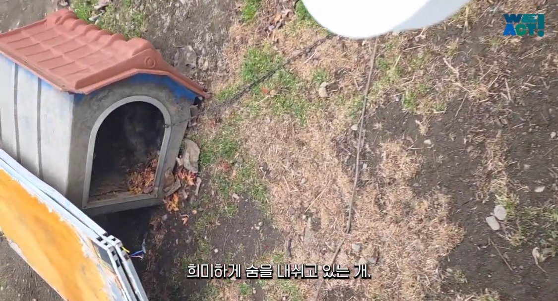 산불로 인해 목줄 묶인 개들은 그대로 죽어가는 중
