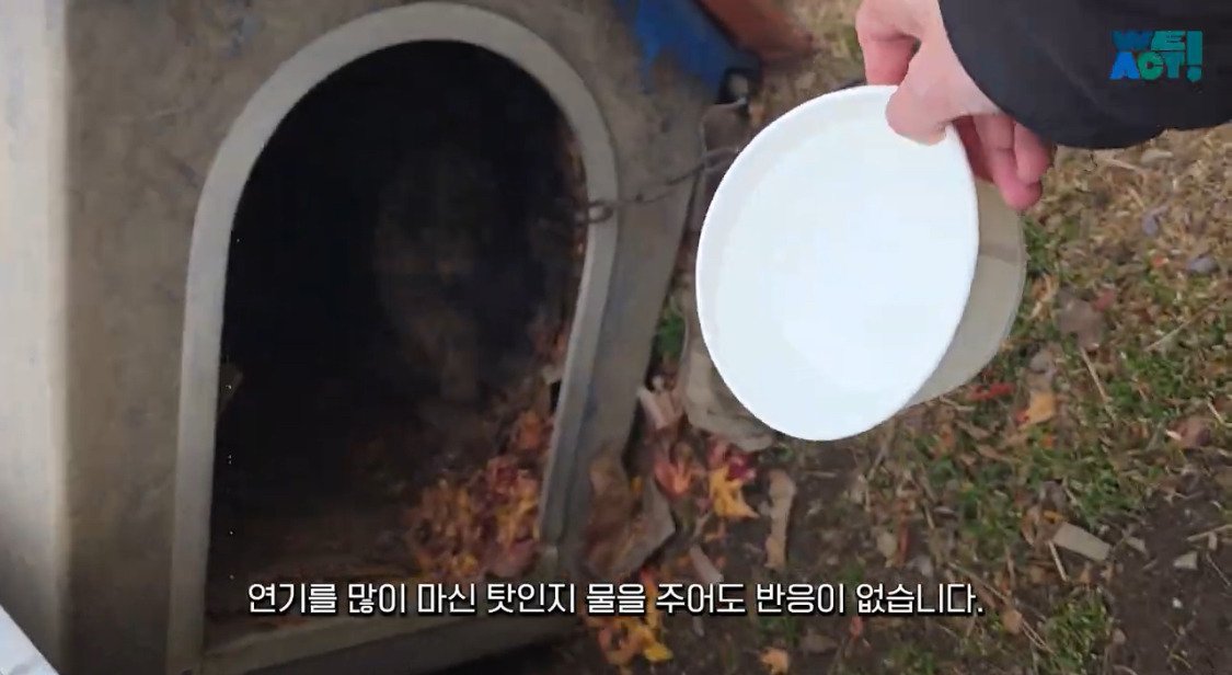산불로 인해 목줄 묶인 개들은 그대로 죽어가는 중