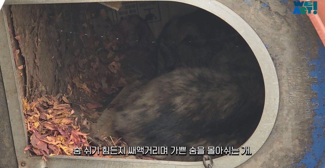 산불로 인해 목줄 묶인 개들은 그대로 죽어가는 중