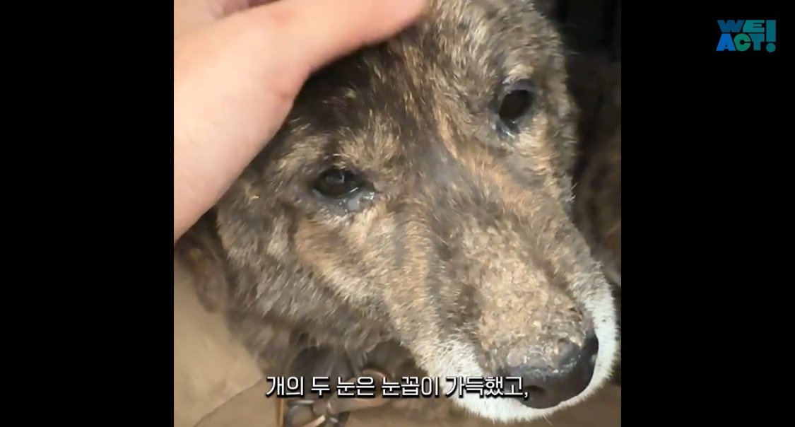 산불로 인해 목줄 묶인 개들은 그대로 죽어가는 중