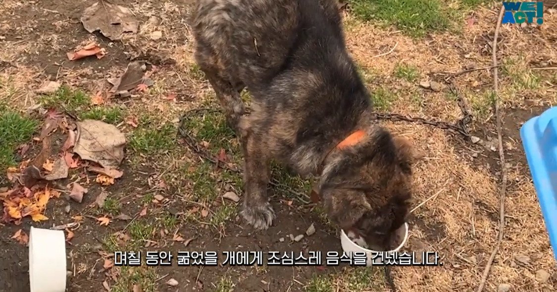 산불로 인해 목줄 묶인 개들은 그대로 죽어가는 중