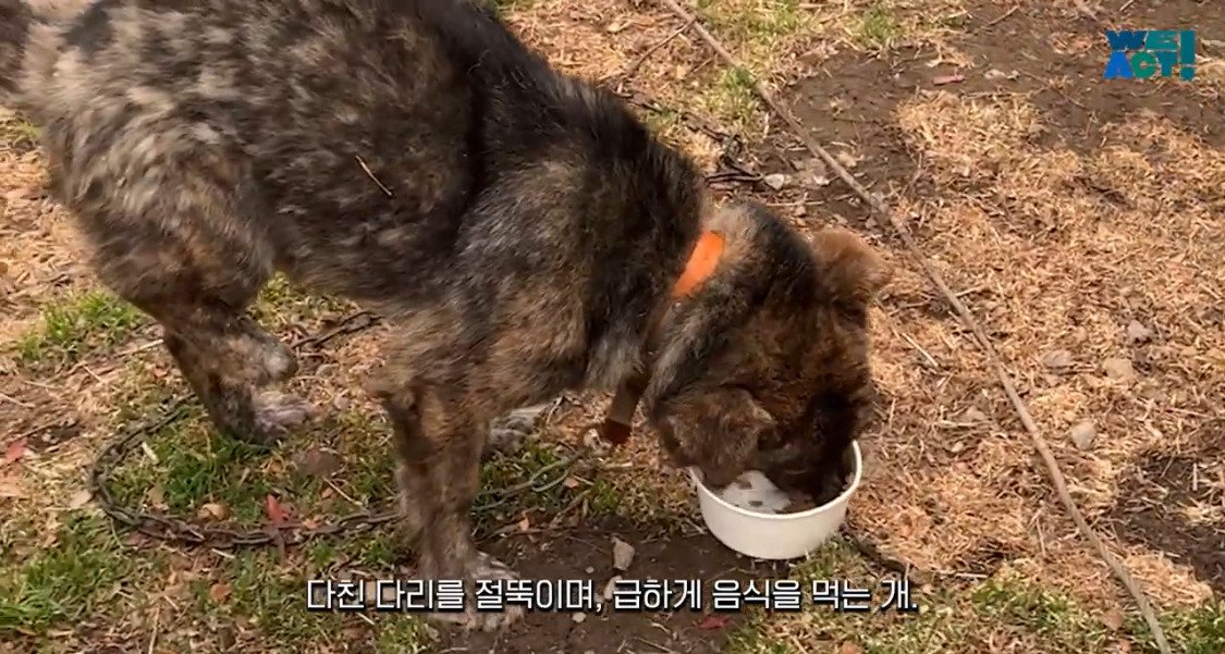 산불로 인해 목줄 묶인 개들은 그대로 죽어가는 중