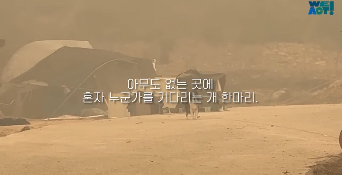 산불로 인해 목줄 묶인 개들은 그대로 죽어가는 중