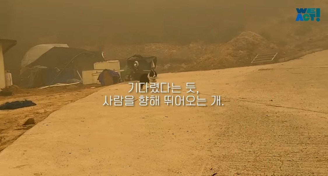 산불로 인해 목줄 묶인 개들은 그대로 죽어가는 중