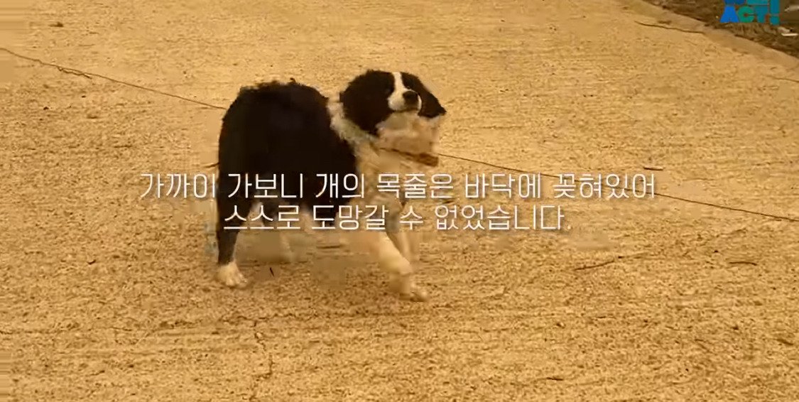 산불로 인해 목줄 묶인 개들은 그대로 죽어가는 중