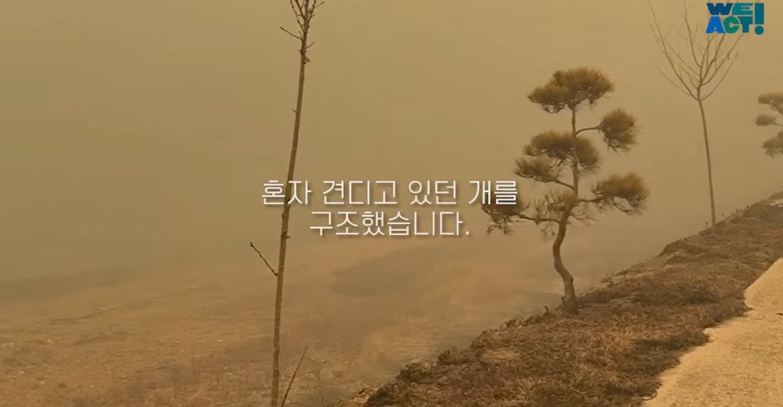 산불로 인해 목줄 묶인 개들은 그대로 죽어가는 중