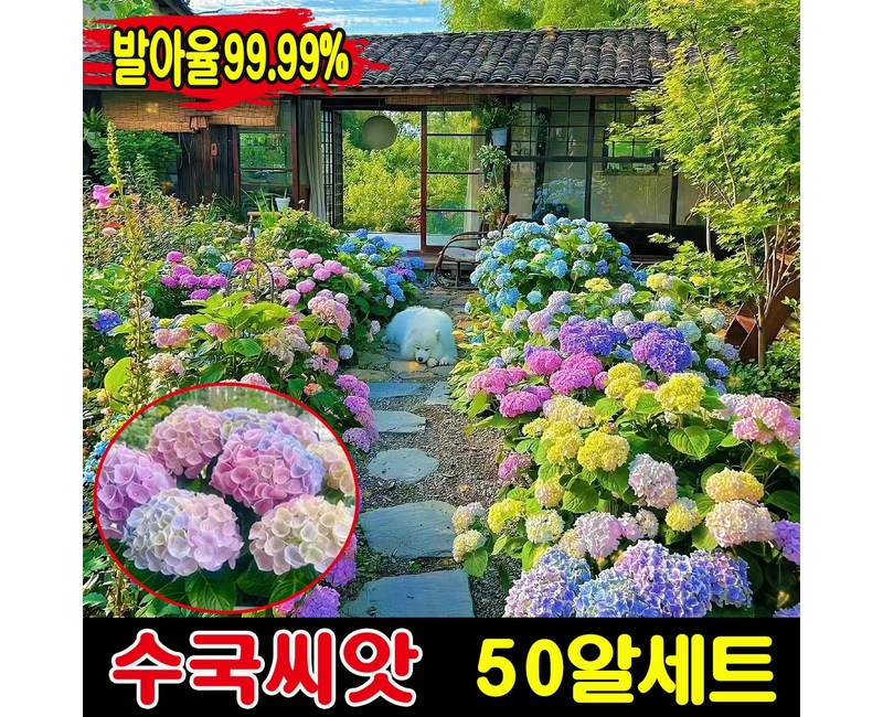 [생존율&발아율99.99%] 50/100/200알 수국 모종 씨앗 수국화 꽃씨앗 종자 아나벨 수국 묘목 나비 수국 가든플라워 내음성 내열성, 1세트