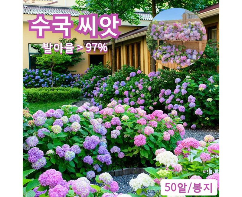 생화 생존율 및 발아율 높다 수국 수국 모종 개화기간이 길고 사계절 개화 가든 플라워, 2개, 수국 씨앗 믹스 컬러 50알