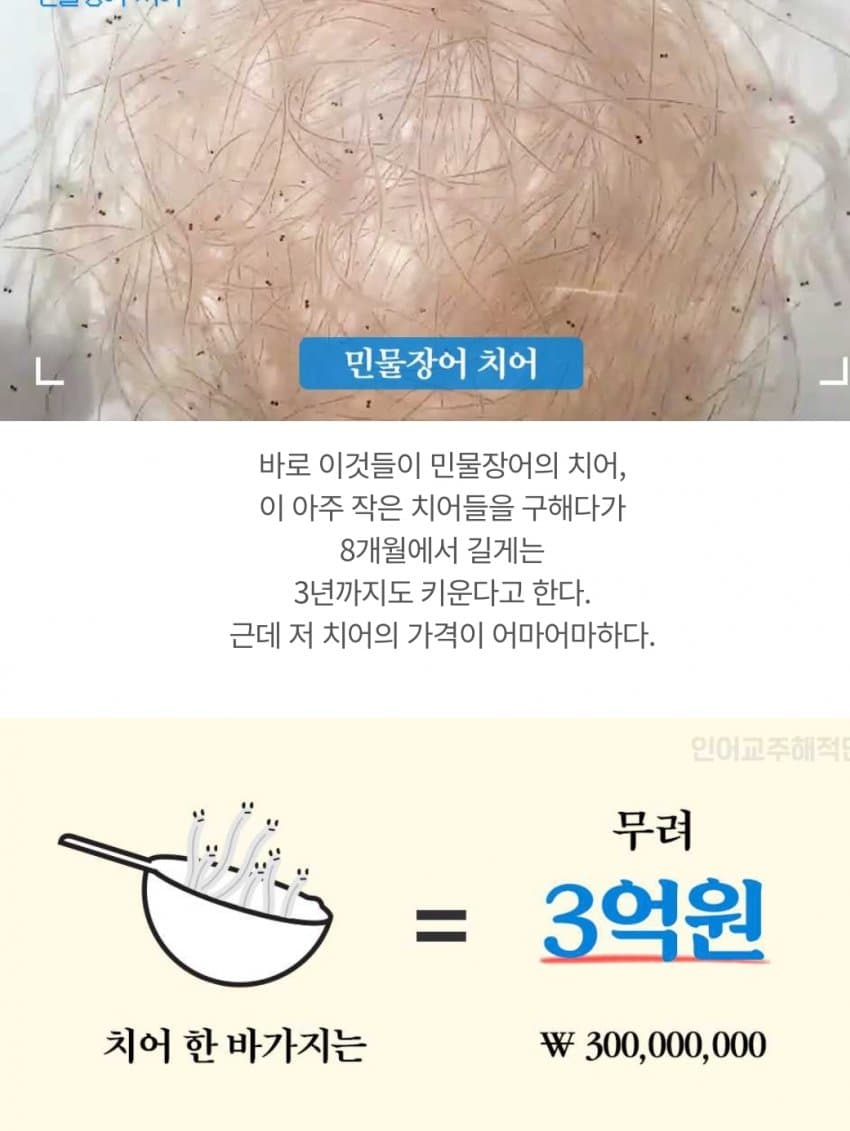 장어죽는다고 갓길주행한 차량