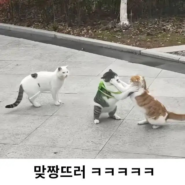 노템전인데 혼자 아이템착용하고간 고양이