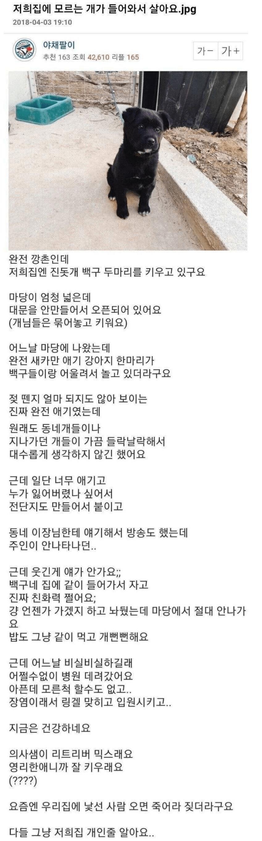저희집에 모르는 개가 들어와서 살아요..