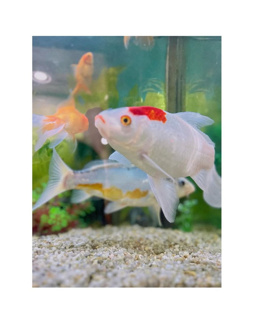 김향기 ig 프레임