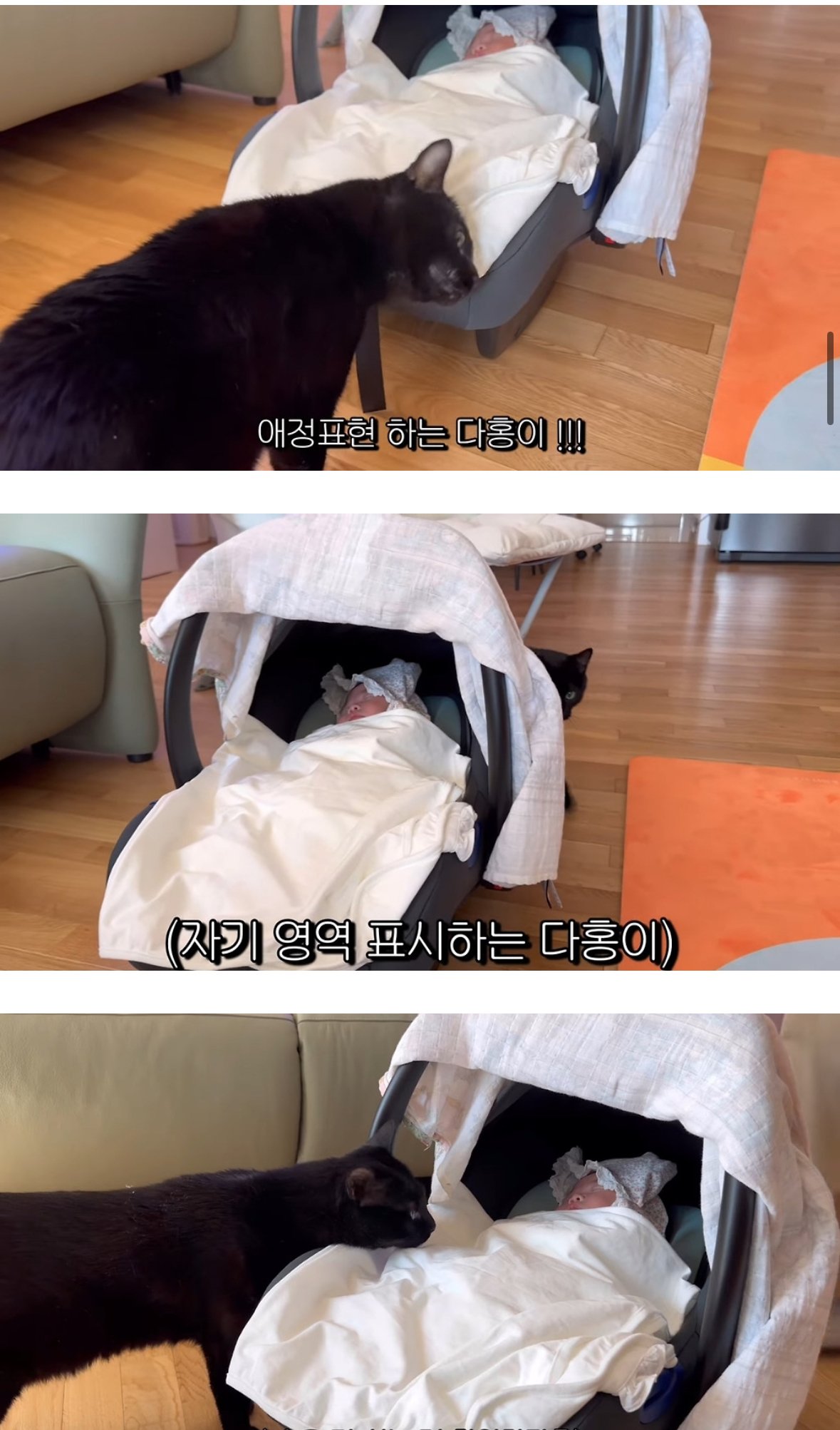 이제 네 식구가 된 박수홍집