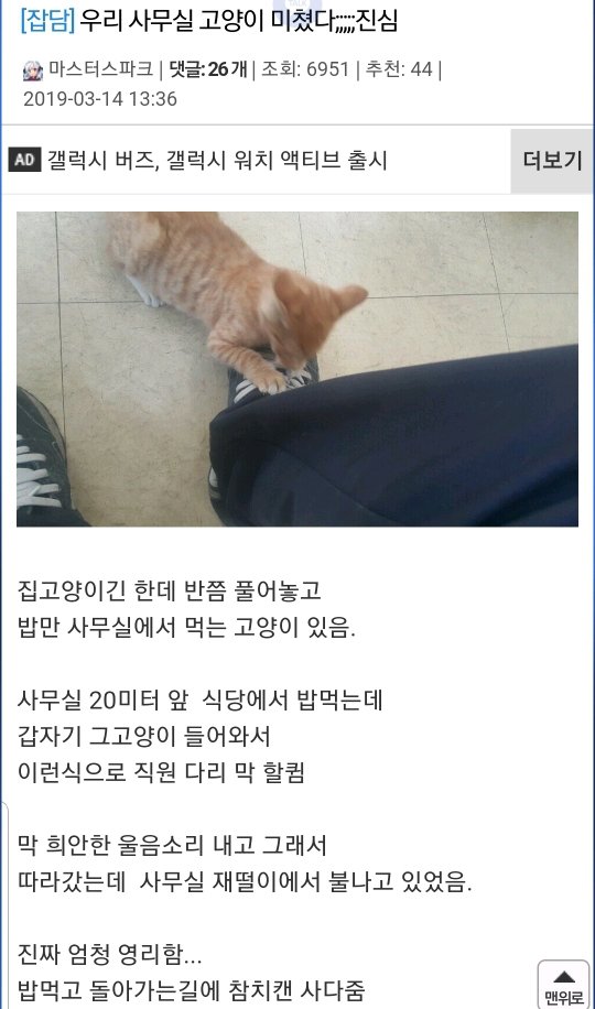 사무실을 구한 고양이