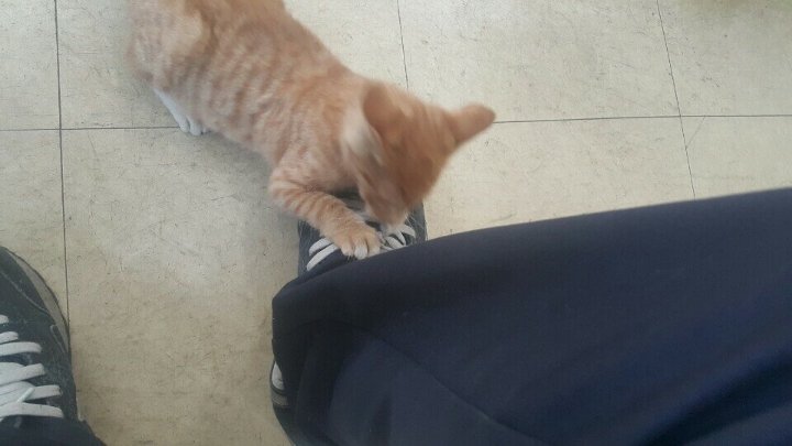 사무실을 구한 고양이