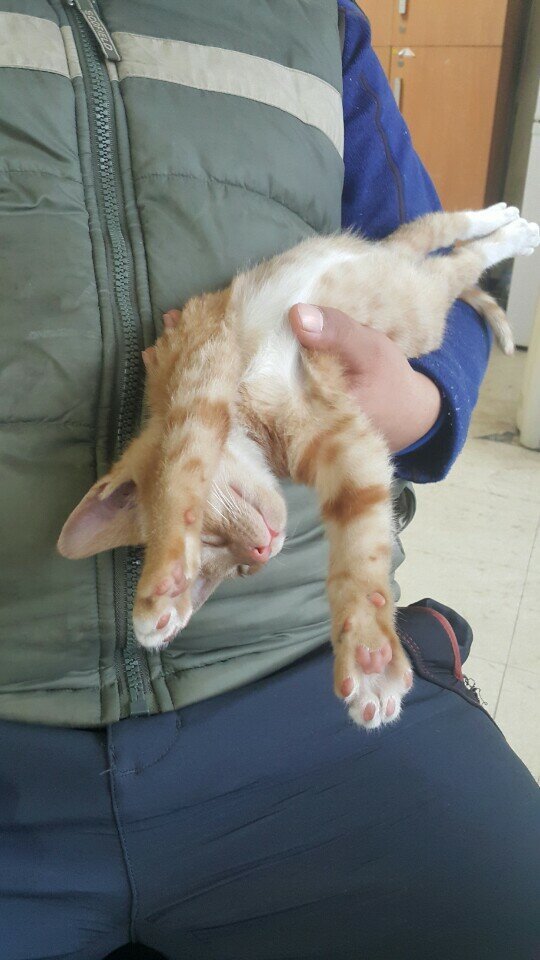 사무실을 구한 고양이