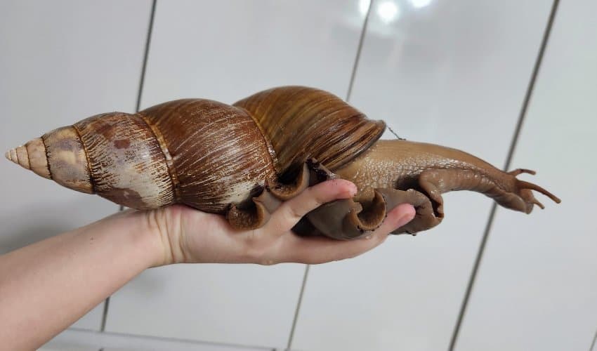 500일 넘게 달팽이 키운 디씨인ㄷ