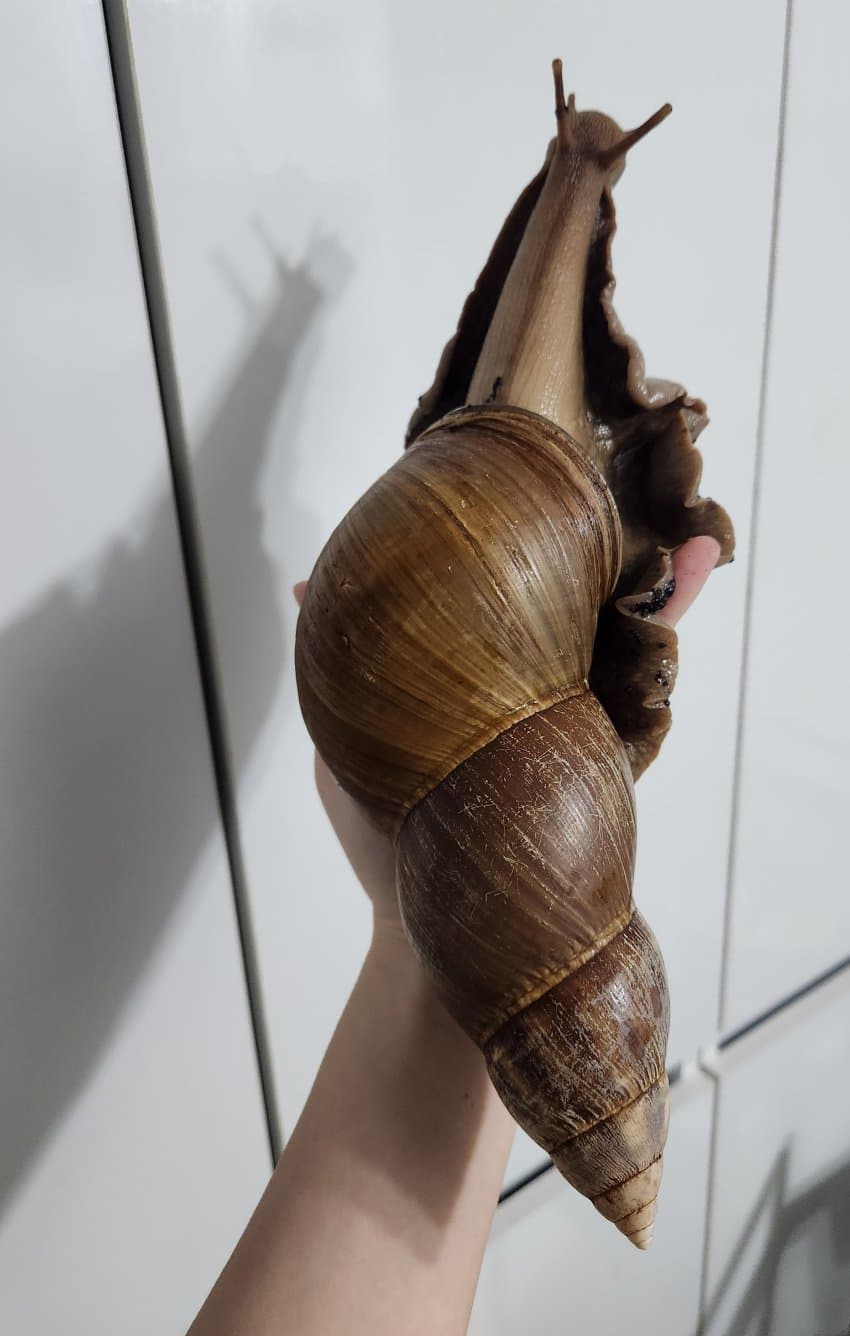 500일 넘게 달팽이 키운 디씨인ㄷ