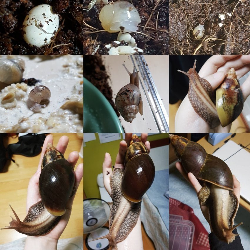 500일 넘게 달팽이 키운 디씨인ㄷ
