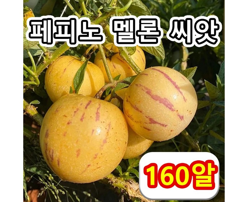 녹색생활관 페피노 멜론 씨앗노란 과육 인생과 분재 씨앗 건강 지표강하160알400알800알1600알, 160개