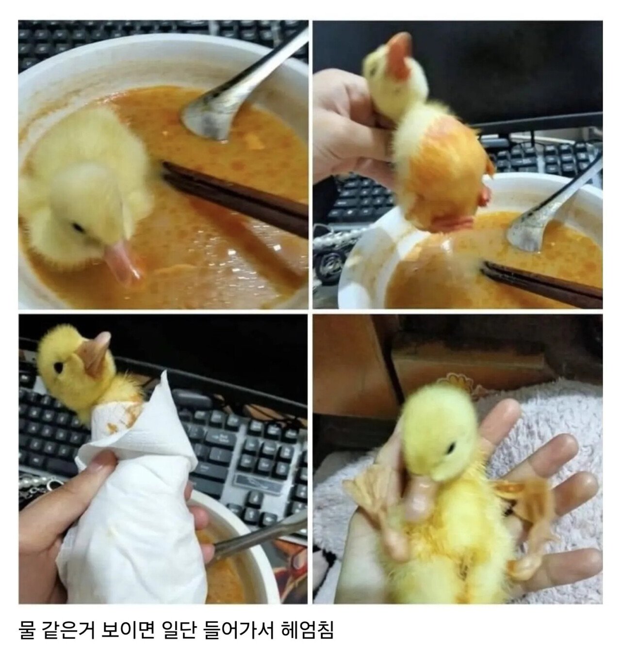 새끼오리 키울 때 주의할 점