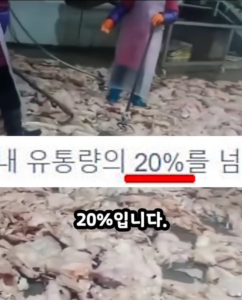 한국에 수출하는 중국 닭공장이라고 퍼지는 짤
