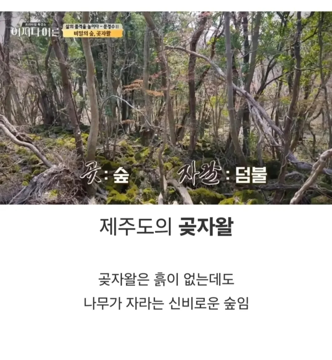비밀이 밝혀진것이 독이 된 숲