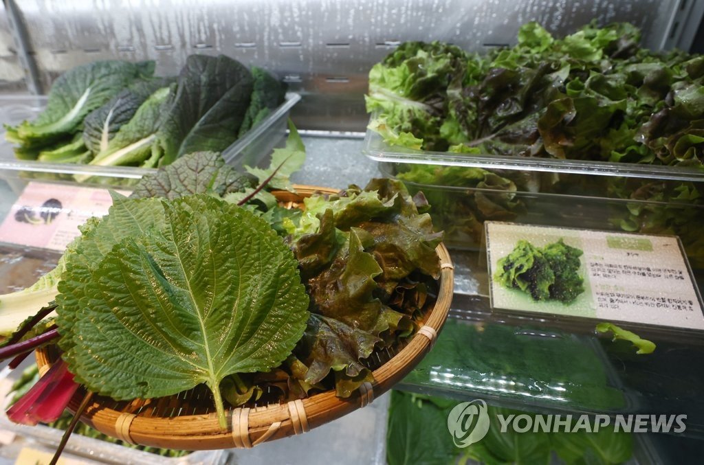 이와중에 상추 근황 ㄷㄷㄷㄷㄷ